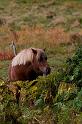 55 Veluwezoom, ijslandse pony